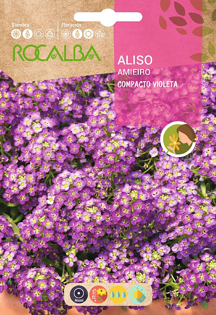 Semilla Aliso Compacto, Violeta