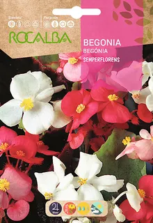 Semilla Begonia Semperflorens, Variada