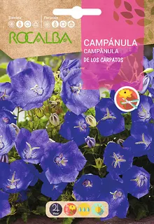 Semilla Campanula de los Carpatos, Azul