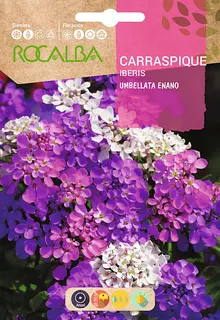 Semilla Carraspique Umbellata Enano Variado