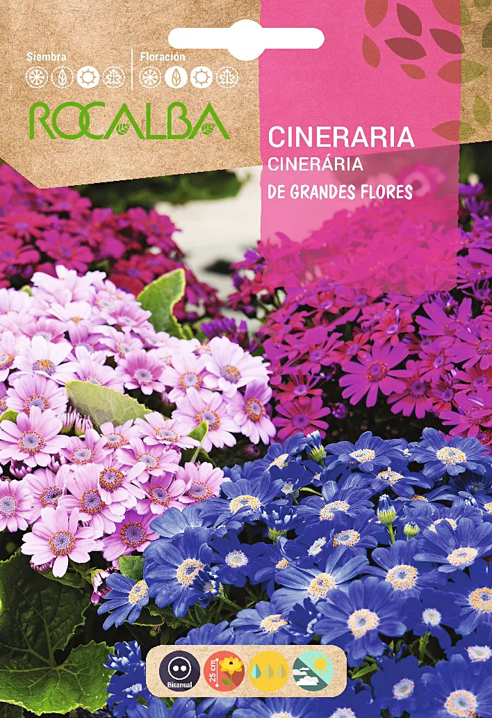 Semilla Cineraria Hibrida de Grandes Flores