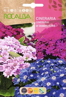 Semilla Cineraria Hibrida de Grandes Flores