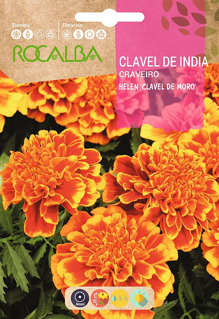 Semilla Clavel de China Helen Doble Enano — foto principal
