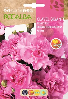 Semilla Clavel Gigante Mejorado Rosa Fuerte
