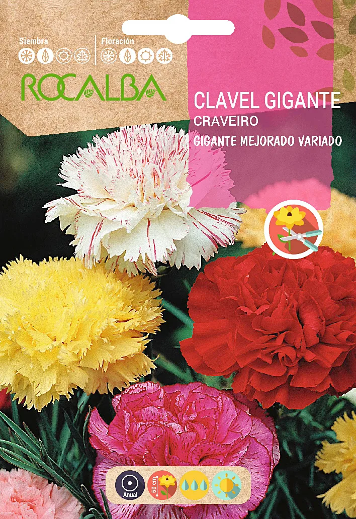 Semilla Clavel Gigante Mejorado, Variado
