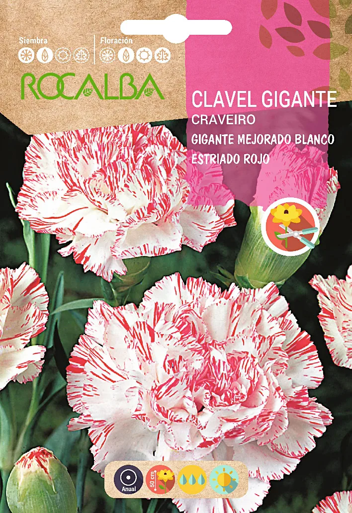 Semilla Claves Gigante Mejorado Blanco Estr. Rojo — foto principal