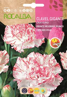 Semilla Claves Gigante Mejorado Blanco Estr. Rojo