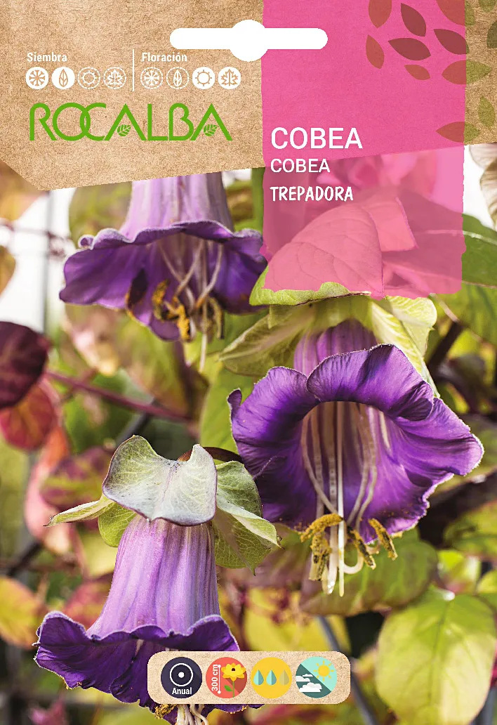 Semilla Cobea Scandens Trepadora Azul Violeta