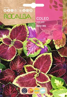 Semilla Coleos Arco Iris Variado