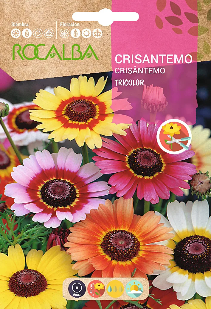 Semilla Crisantemo Tricolor Variado — foto principal