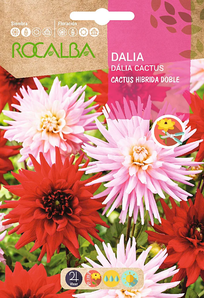 Semilla Dalia Cactus Hibrida Doble Variada