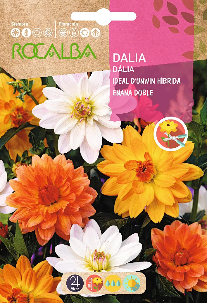 Semilla Dalia Ideal Dunwin Hib. Enana Variada
