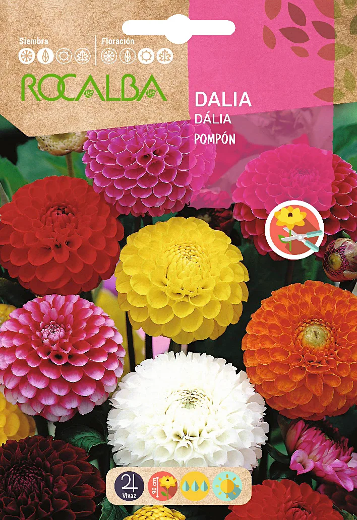 Semilla Dalia Pompon Doble Variada