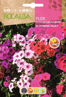Semilla Flox de Drummond Gigante Variado
