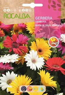 Semilla Gerbera Rayon de Soleil Hibrida
