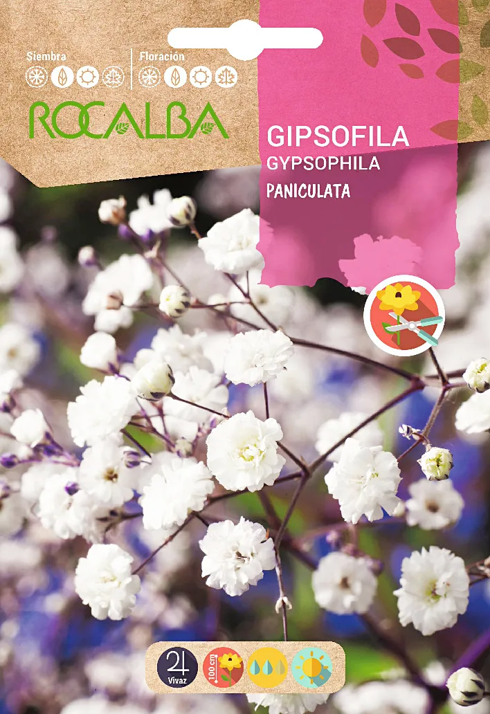 Semilla Gipsofila Paniculata Perenne blanca