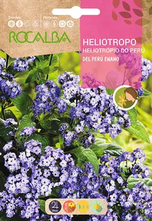 Semilla Heliotropo del Peru Enano Azul