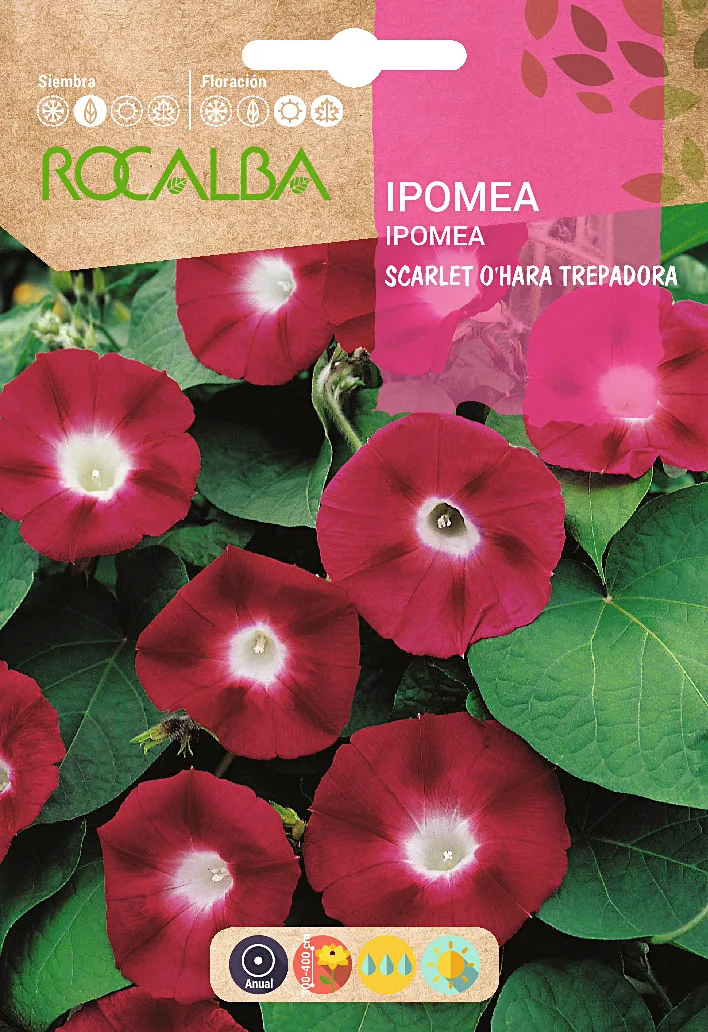 Semilla Ipomea Scarlet Ohara Trepadora Rojo