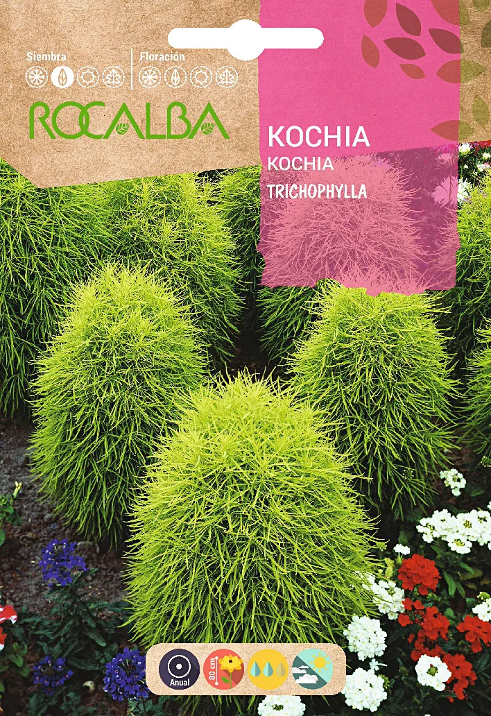 Semilla Kochia Tricophylla Oviforme