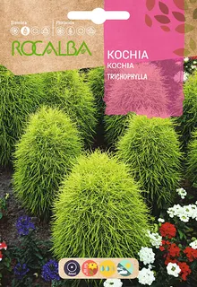 Semilla Kochia Tricophylla Oviforme