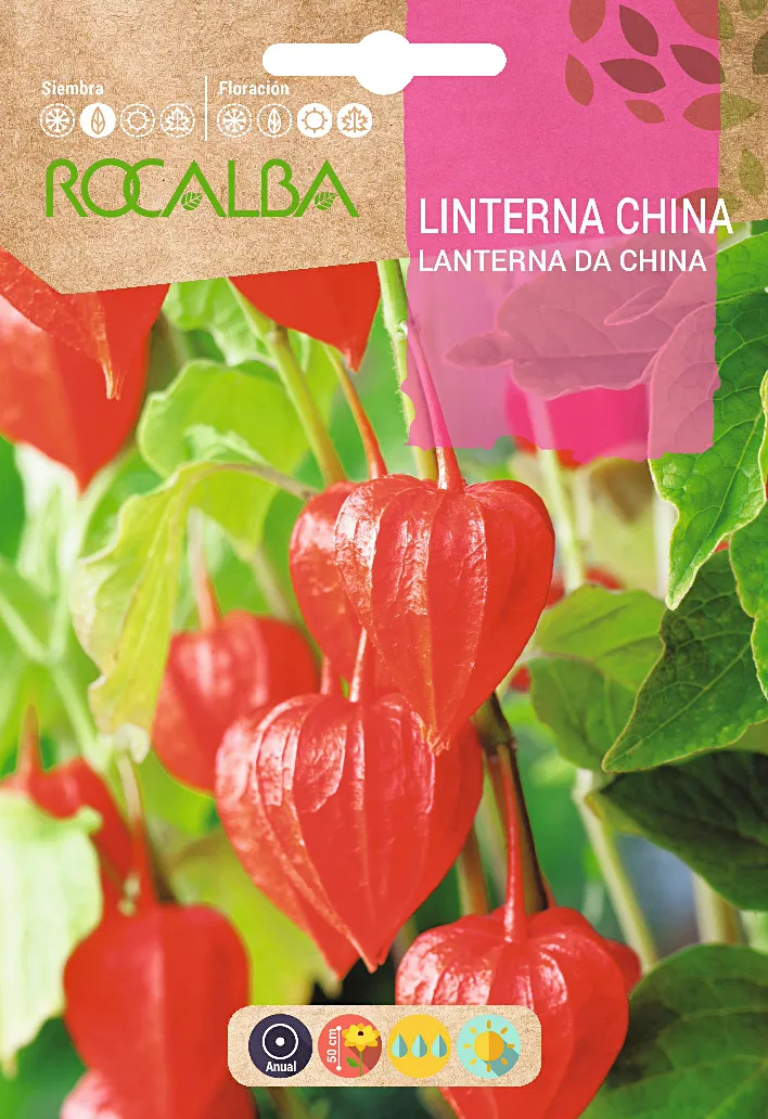 Semilla Linterna China