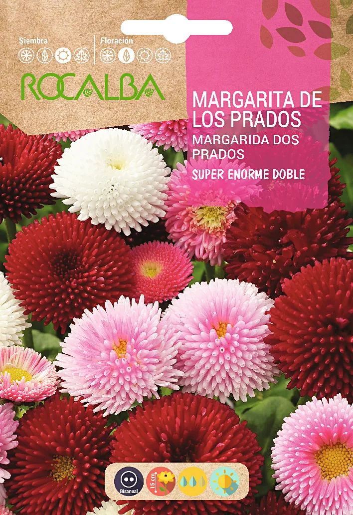 Semilla Margarita de los Prados Super Enorme