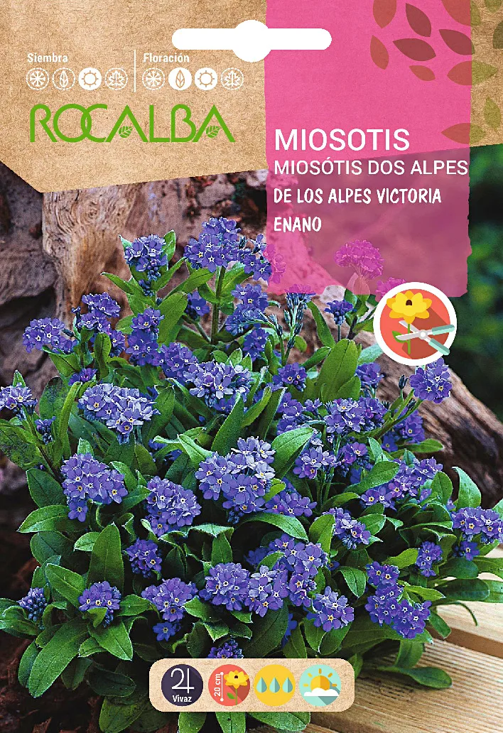 Semilla Miosotis de los Alpes Victoria Enano Azul