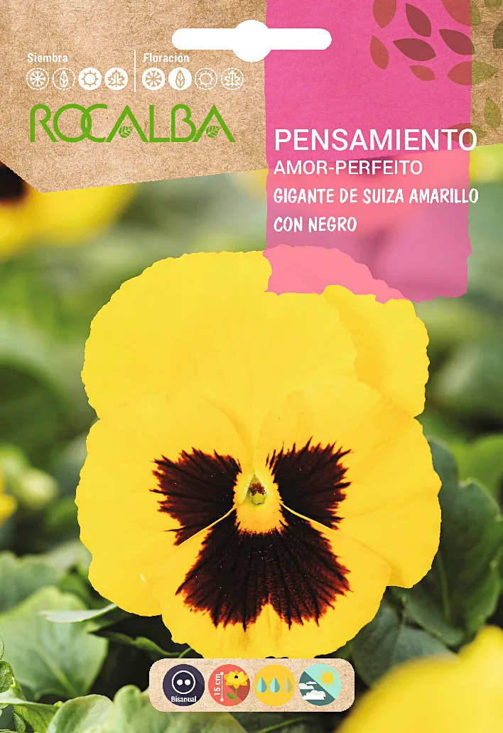 Semilla Pensamiento Gigante de Suiza Amarilla con Negro