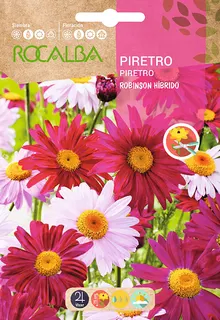 Semilla Piretro Robinson Hibrido Variado