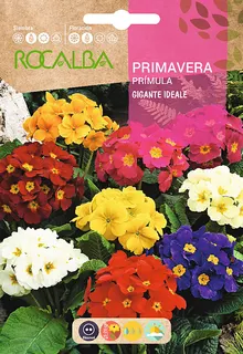 Semilla Primavera Gigante Ideale