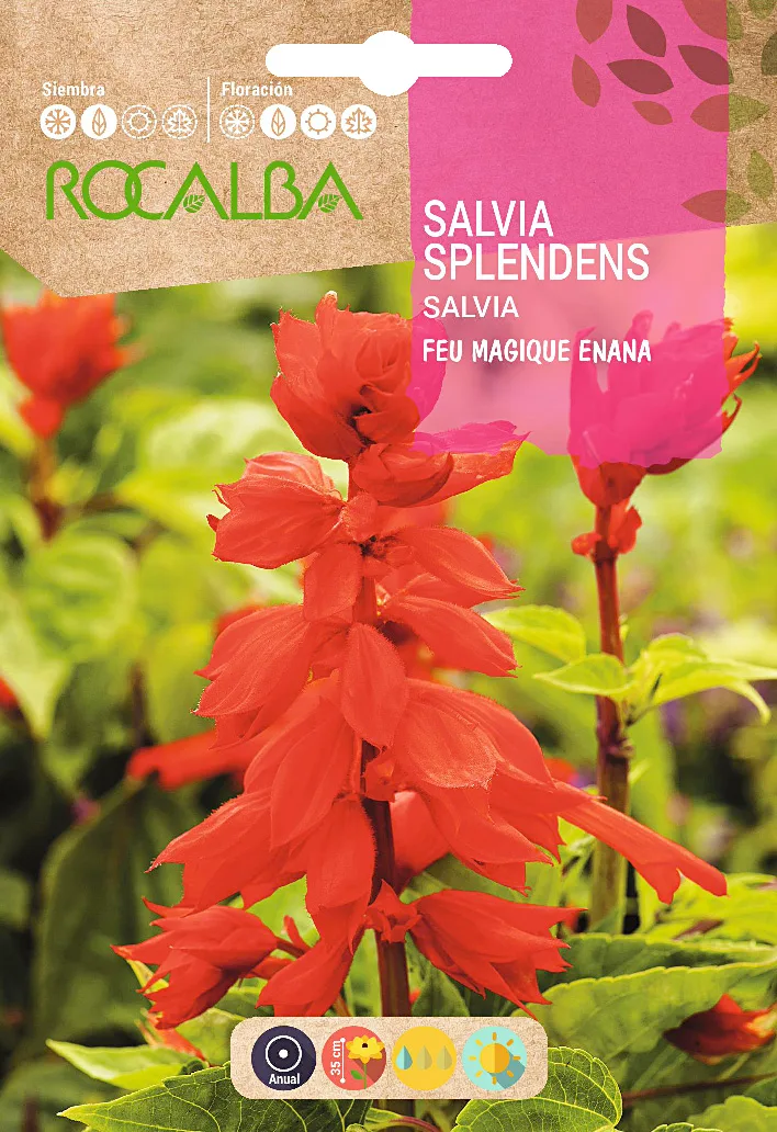 Semilla Salvia Splendens Feu Magique Enana — foto principal