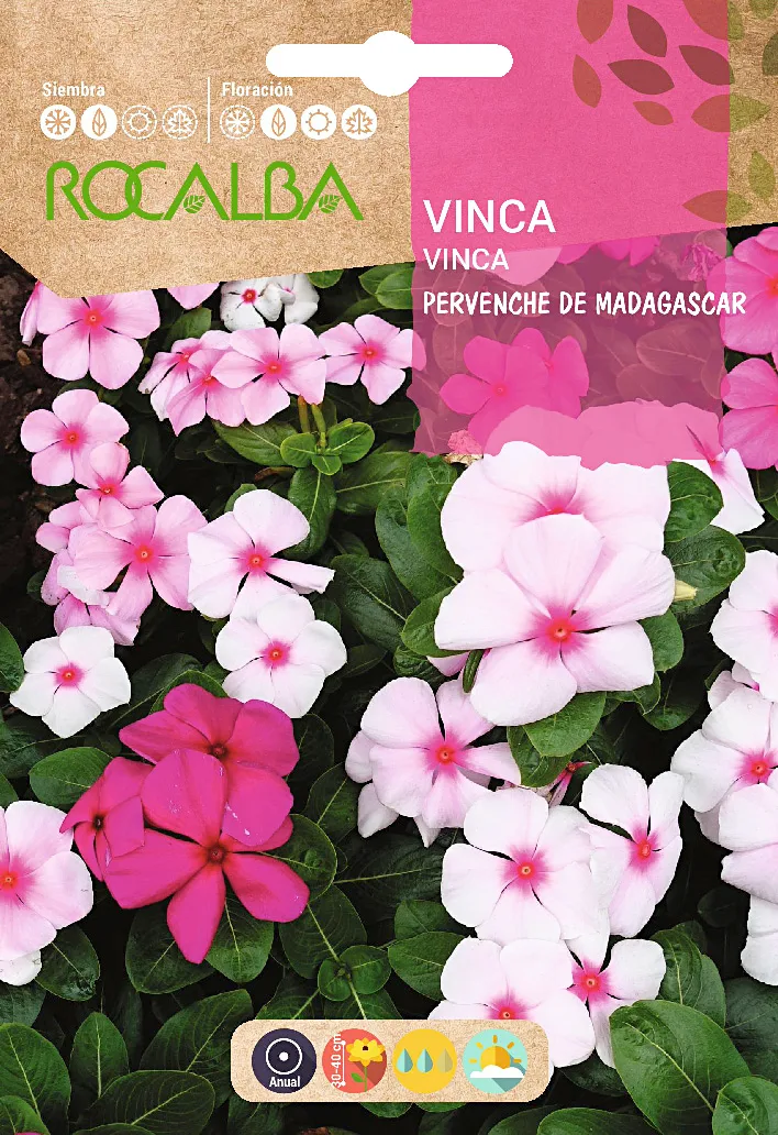 Semilla Vinca Pervenche de Madagascar, Variada — foto principal
