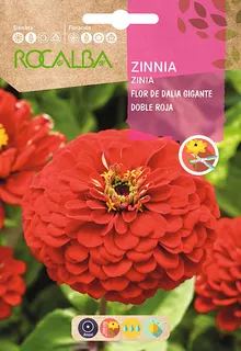 Semilla Zinia Flor de Dalia Gigante Doble Roja