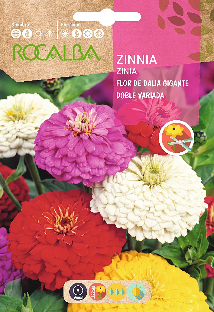 Semilla Zinia Flor de Dalia Gigante Doble Variada