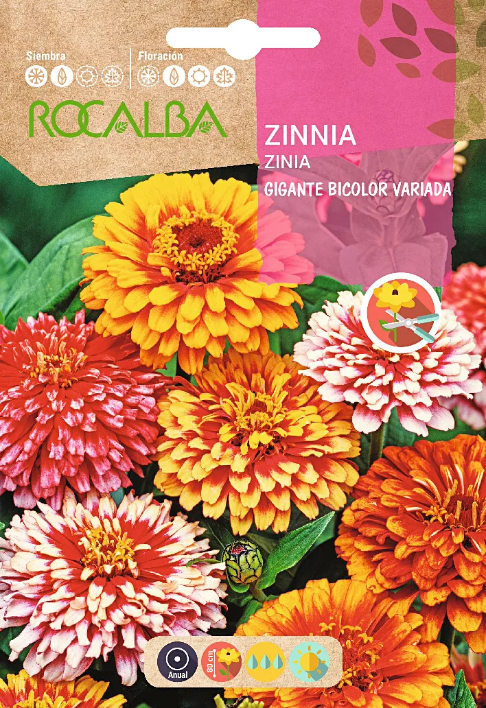 Semilla Zinia Gigante Bicolor Variada