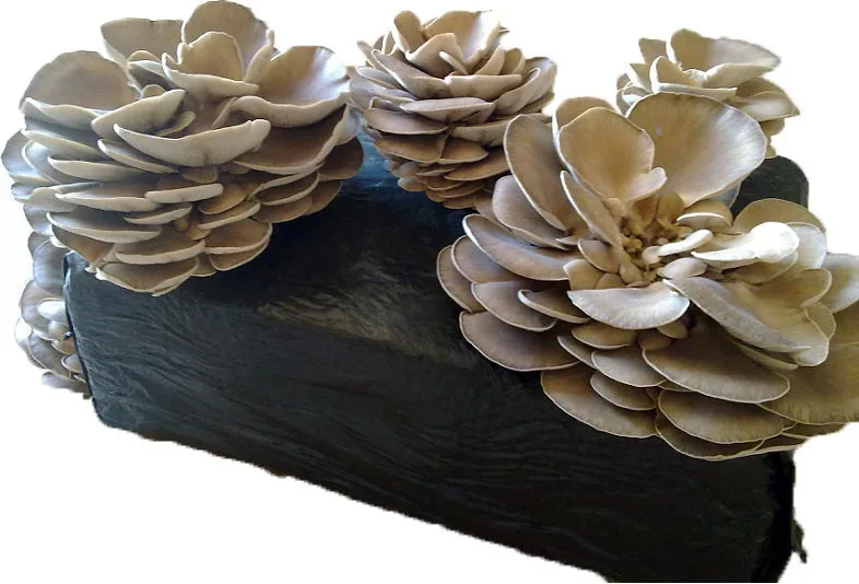 Kit Cultivo Fardo Setas Pleurotus Ostreatus