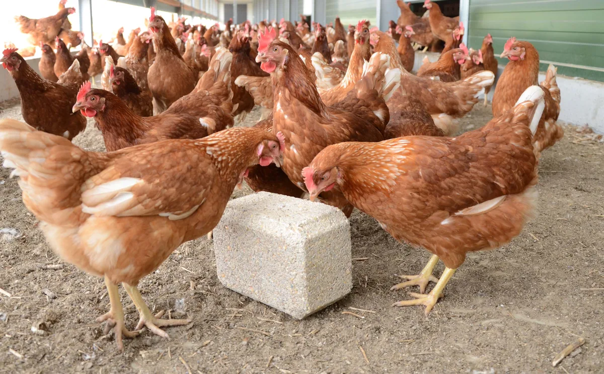 Pickblock 5kg Calcio Gallinas — foto 2