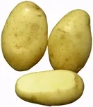 Patata Siembra Baraka 35/55 25 kg — foto 2