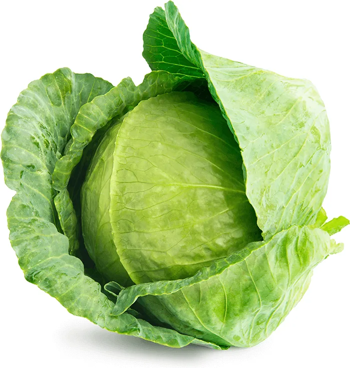 Planta Repollo Liso Docena