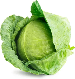Planta Repollo Liso Docena
