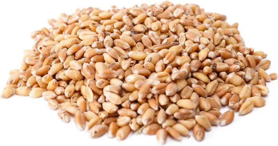 Trigo en Grano 10 kg — foto 3
