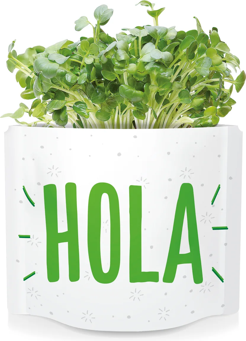 Postal Hola -semillas de Mostaza — foto 4