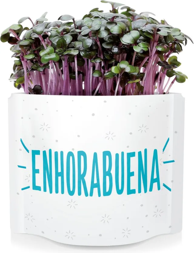 Postal  Enhorabuena -germinados Lombarda — foto 3