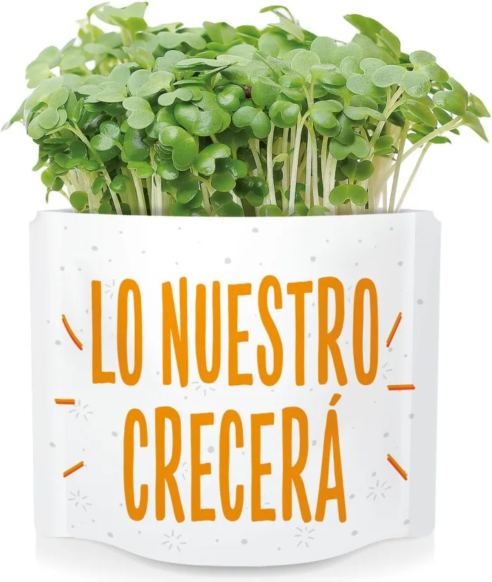 Postal Lo Nuestro Crecera -germinados Brocoli — foto 3