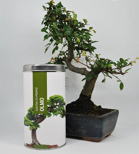Kit Cultiva Tu Propio Olmo — foto 3