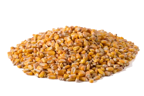 Maiz en Grano 10 kg — foto 4
