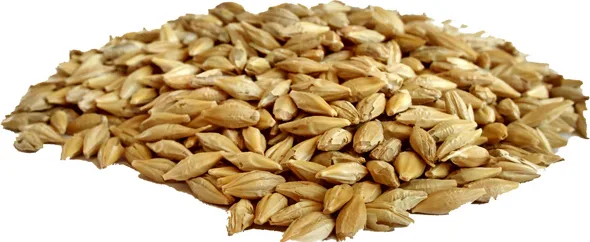 Cebada en Grano 10 kg — foto 3