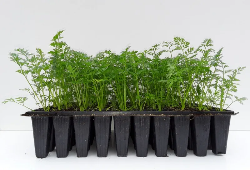 Planta Zanahoria Docena — foto 3