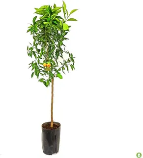 Arbol Frutal Mandarino 1 Año