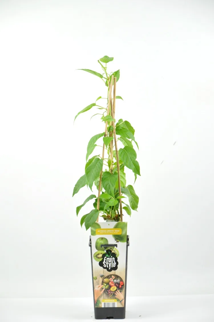 Kiwiño Planta Issai Fruit Stile — foto principal
